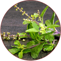 तुलसी (Tulsi)